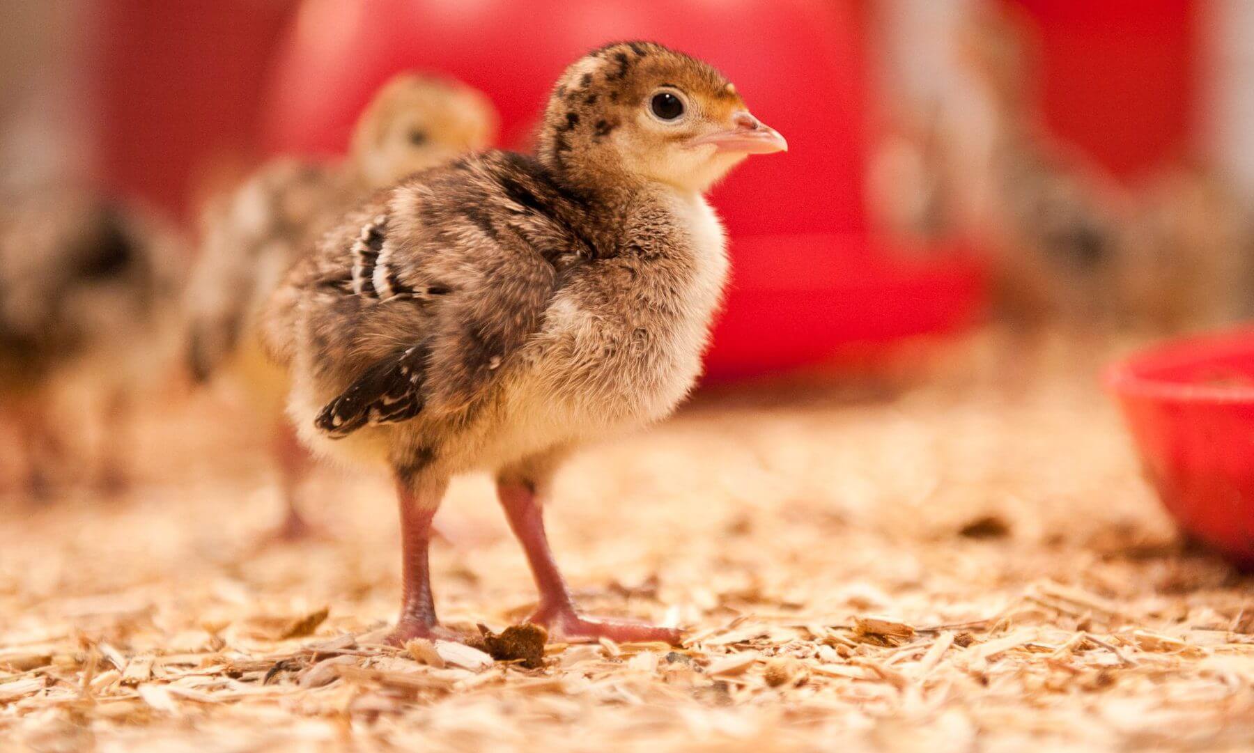 easichick commercial easibedding