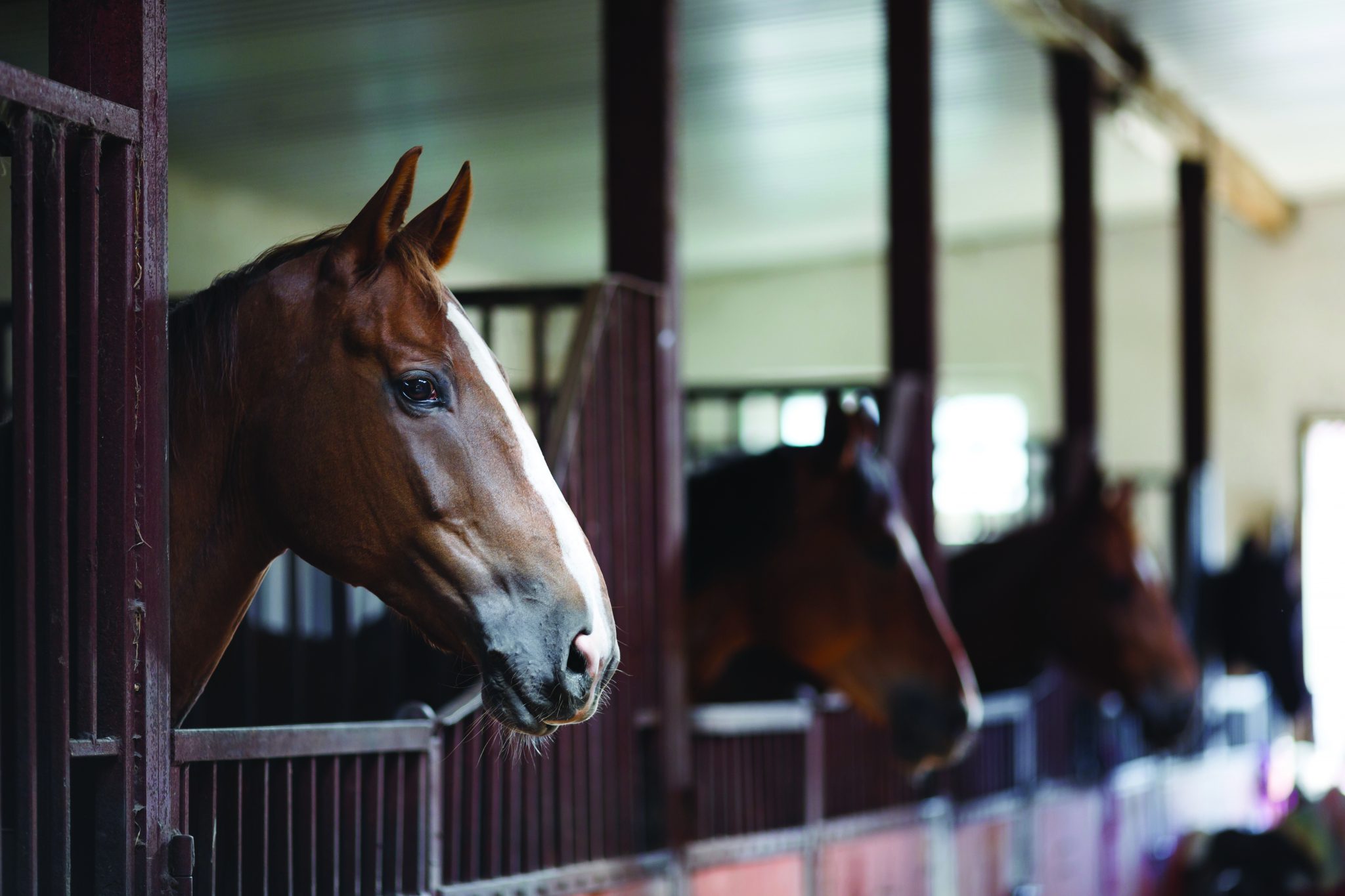 Dust Free Wood Fibre Bedding easibedding